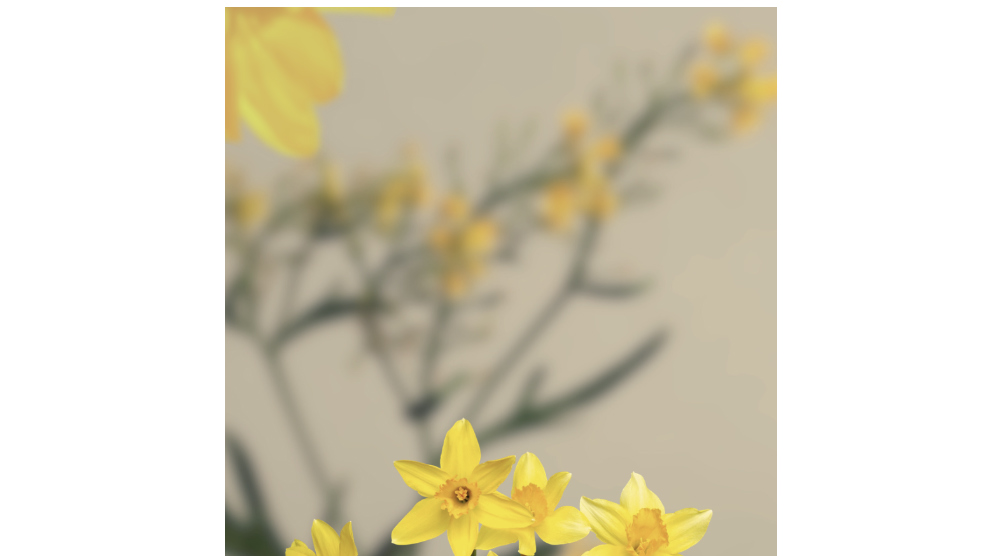 Yellow spring flowers in sunlight and shadow